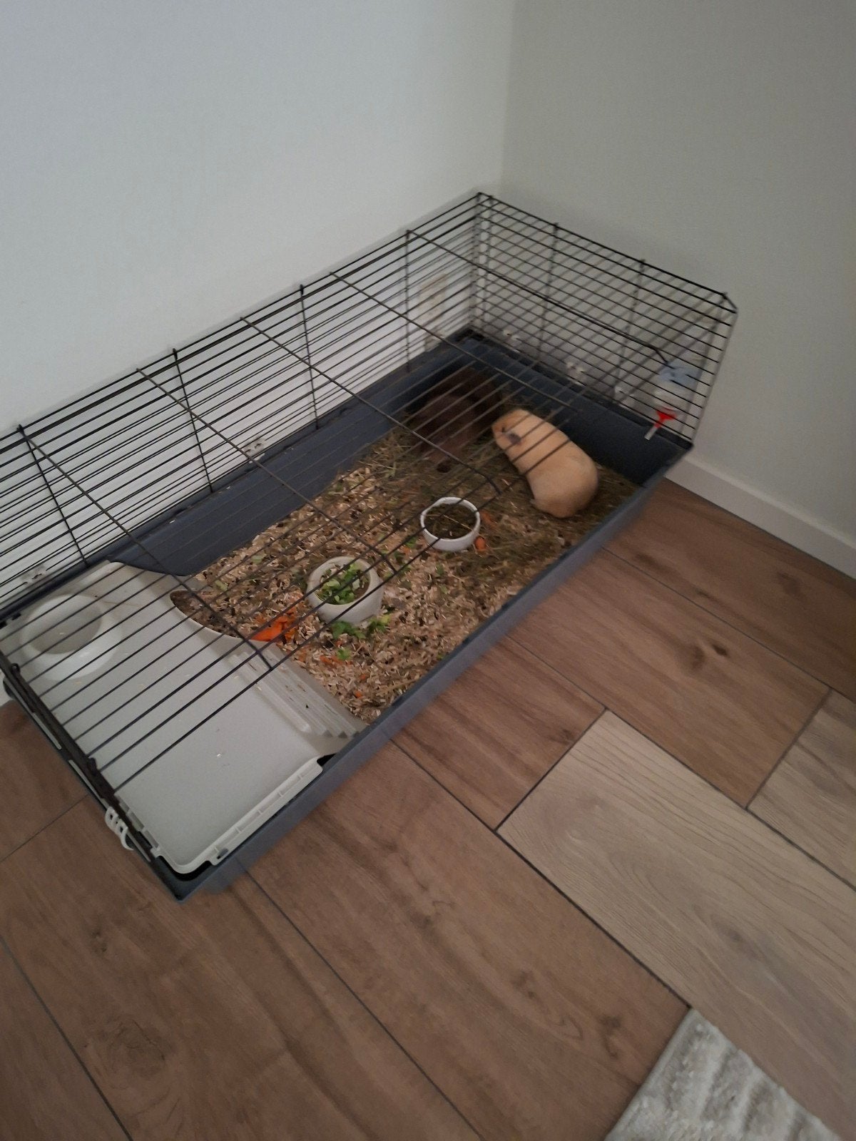 cavia's te koop inclusief toebehoren, Dieren en Toebehoren, Cavia, Mannelijk, Januari, Tam