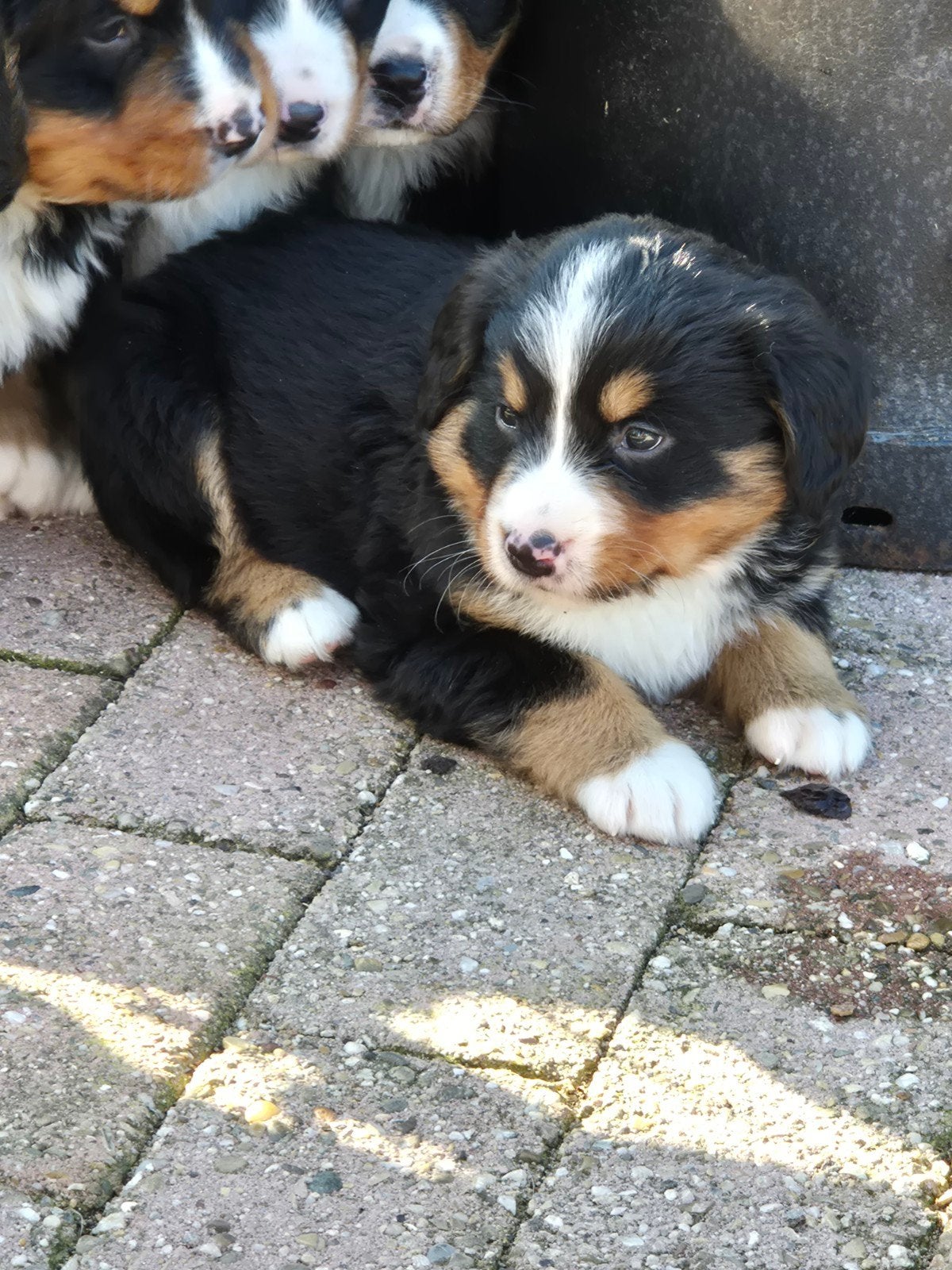 Berner Sennen pups, 8 tot 15 weken, Geslacht onbekend, Groot, Meerdere