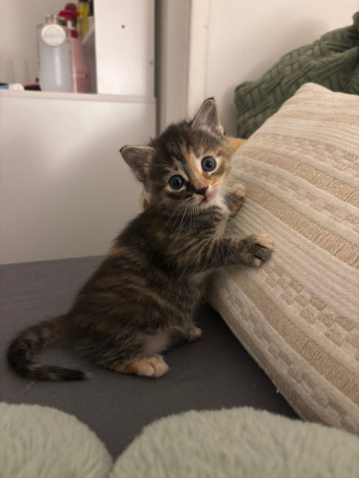 Kitten 10 weken!, Dieren en Toebehoren, Katten en Kittens | Overige Katten, Poes