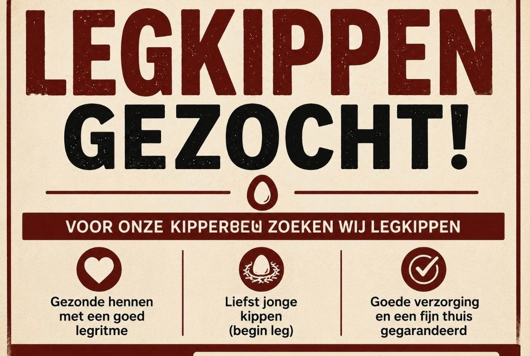 kippen die goed leggen, Dieren en Toebehoren, Vrouwelijk, Kip