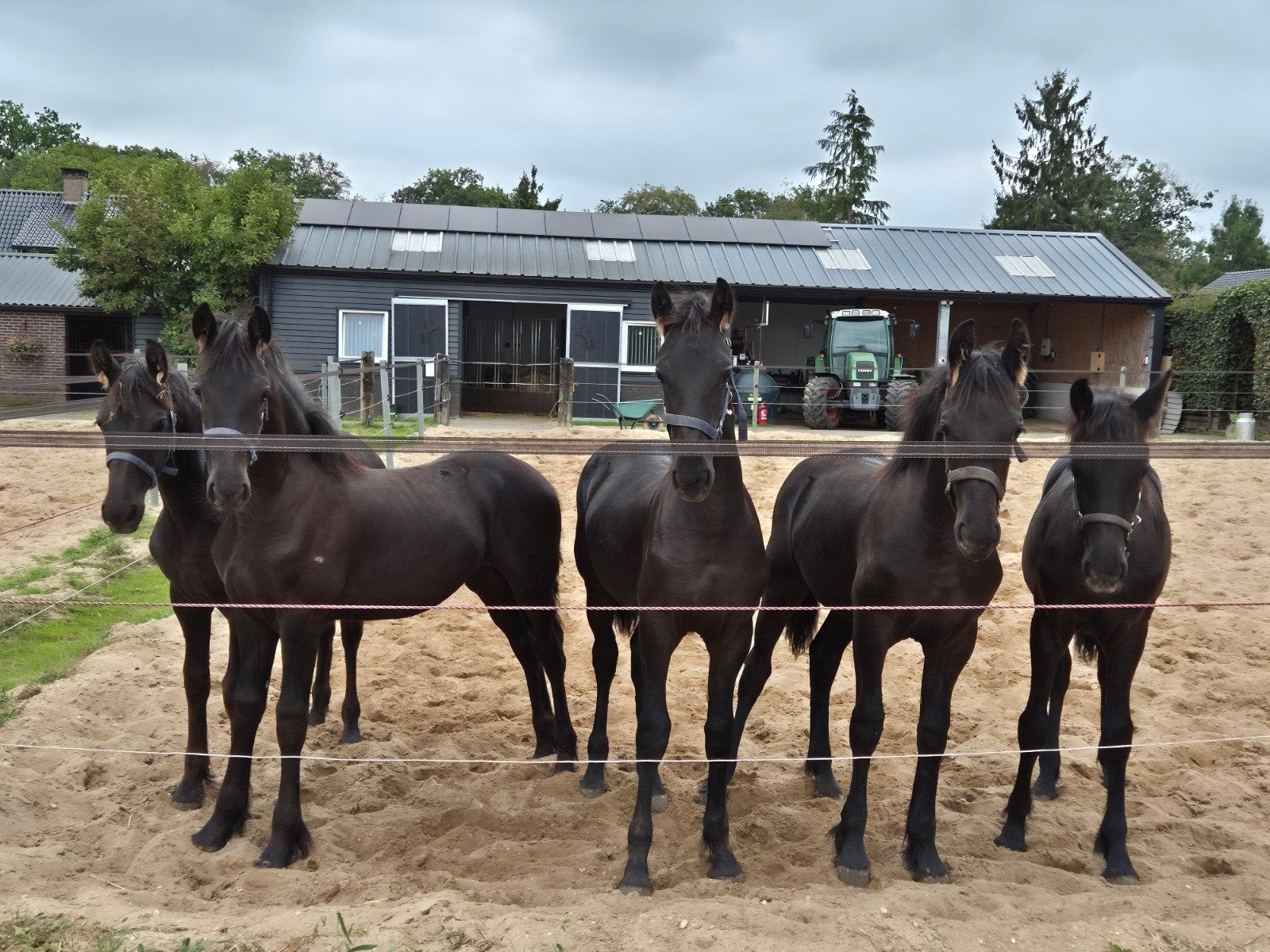 5  Friese merrie veulens VOL PAPIER te koop!, Dieren en Toebehoren