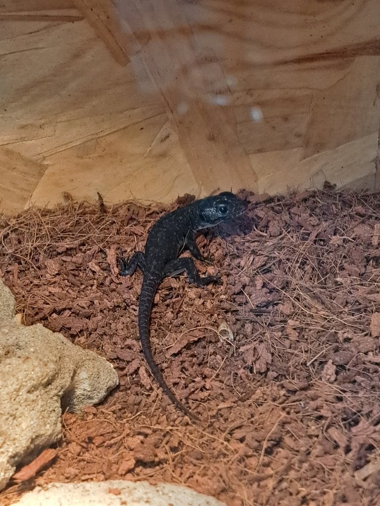 Parelhagedis timon lepidus melanistic, Dieren en Toebehoren, Hagedis, 0 tot 2 jaar