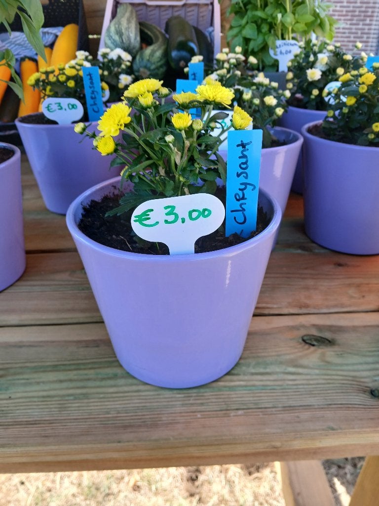 Chrysanten in mooie lila pot, Volle zon, Vaste plant, Herfst, Ophalen