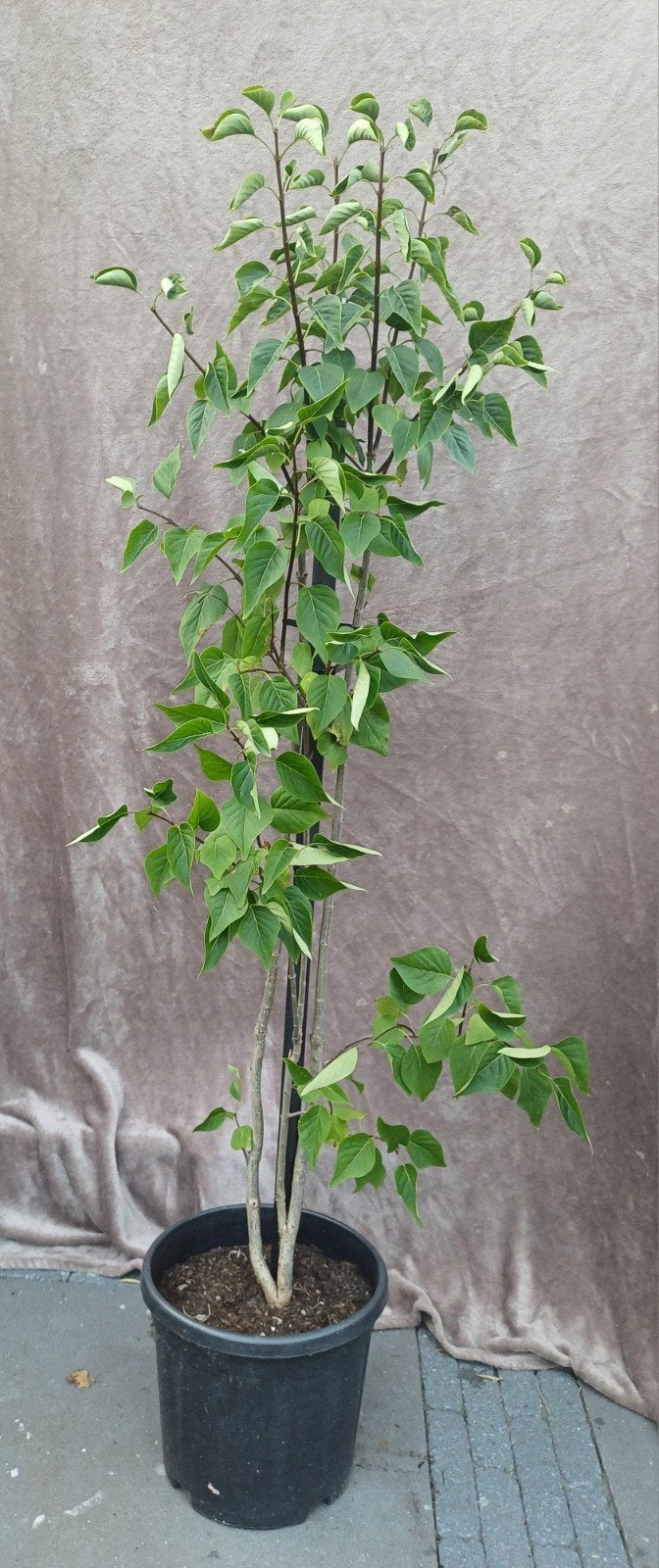 Mini sering 140 cm, Ophalen, Volle zon, Overige soorten, Minder dan 100 cm
