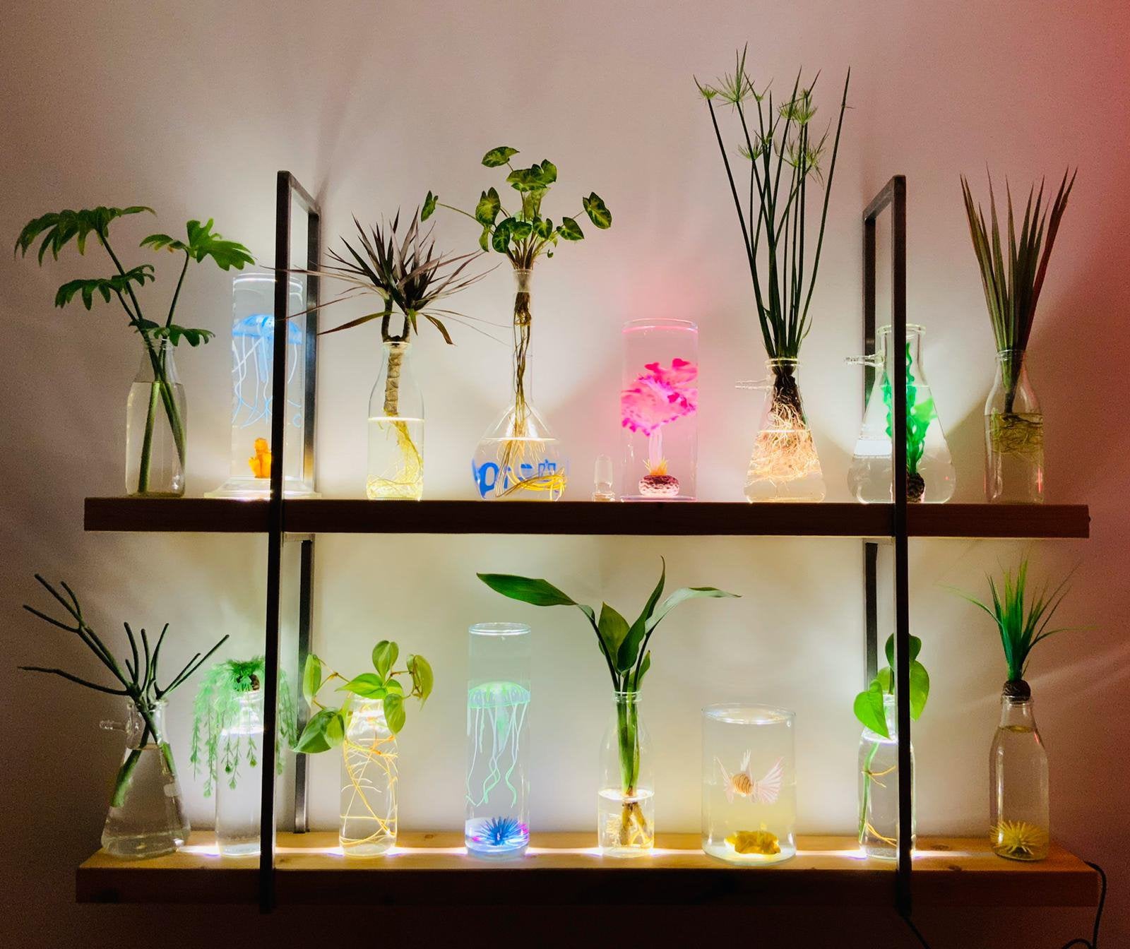 Glowing Roots by Spruitje – Unieke levende plantenwand, Ophalen, Gebruikt, Minder dan 150 cm, Minder dan 25 cm
