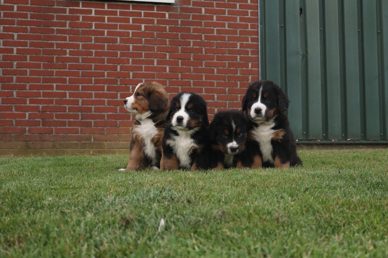 Lieve Berner Sennen x Sint Bernard pups te koop, Dieren en Toebehoren, 8 tot 15 weken, Groot, Meerdere, Meerdere dieren