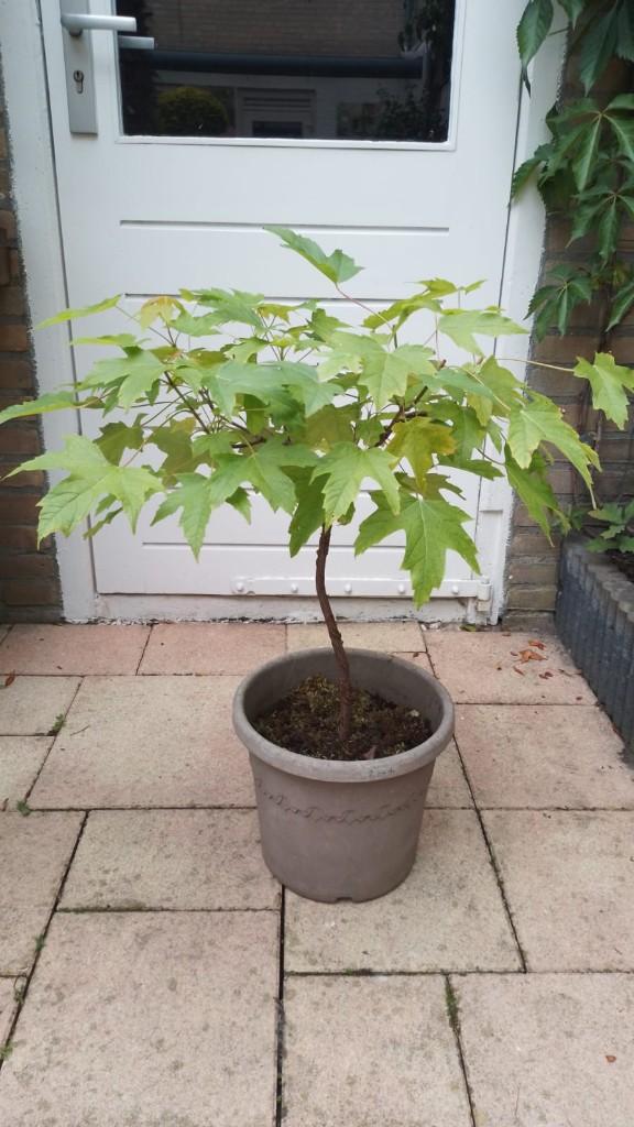 Acer Bonsai, Bloeit niet, Halfschaduw, Overige soorten, Minder dan 100 cm
