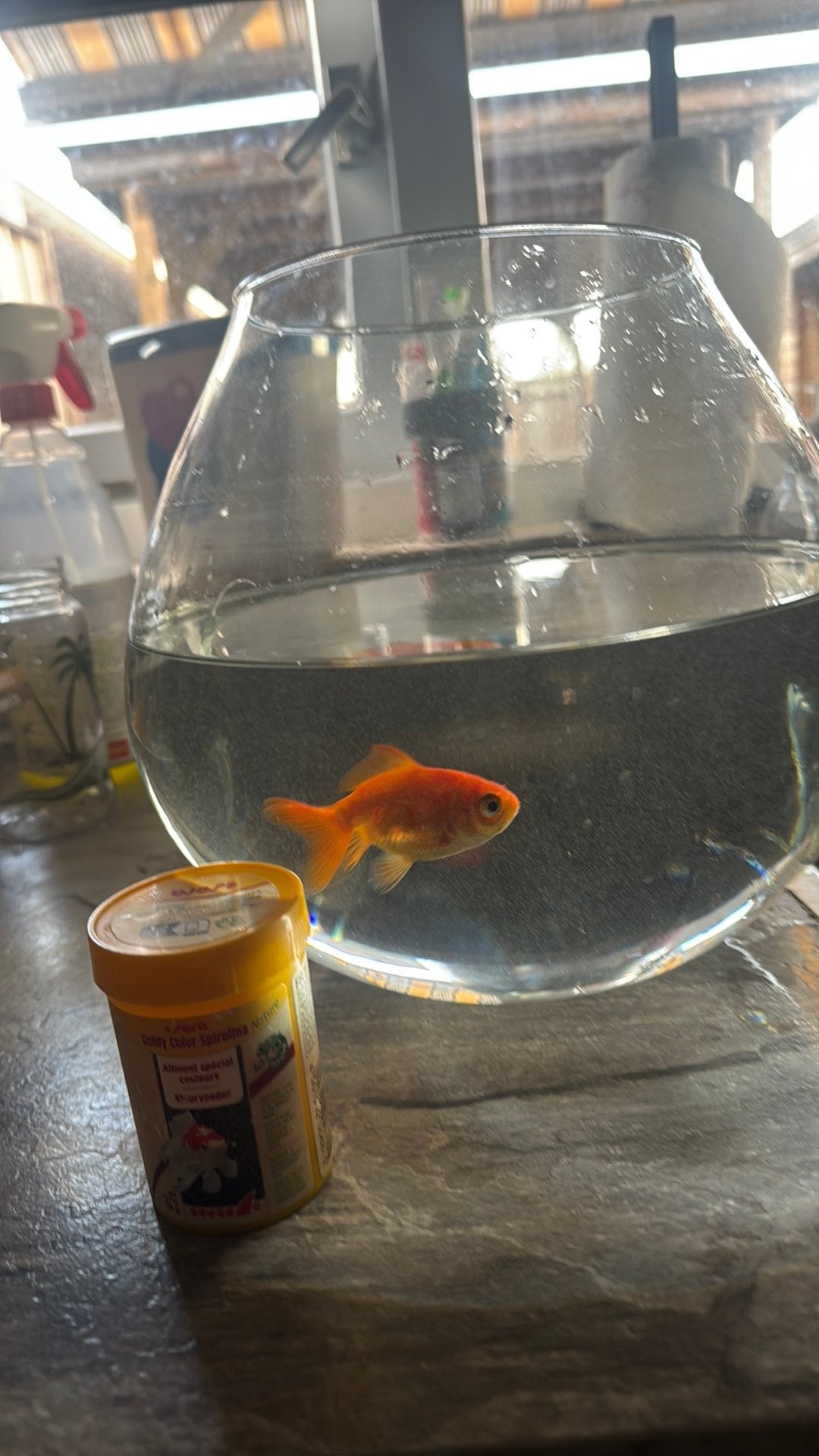 Goudvis zoekt nieuwe thuis, Dieren en Toebehoren, Vissen | Aquariumvissen, Vis