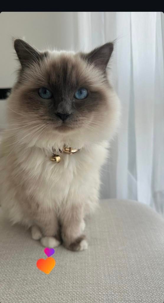 Heilige Birmaan kater/kat van bijna 4 jaar, 3 tot 5 jaar
