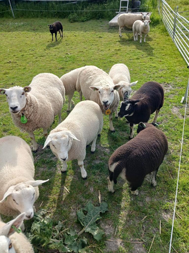 Dassenkop ooilammeren en ramlammeren, Dieren en Toebehoren, Schapen, Geiten en Varkens, Meerdere dieren, Schaap