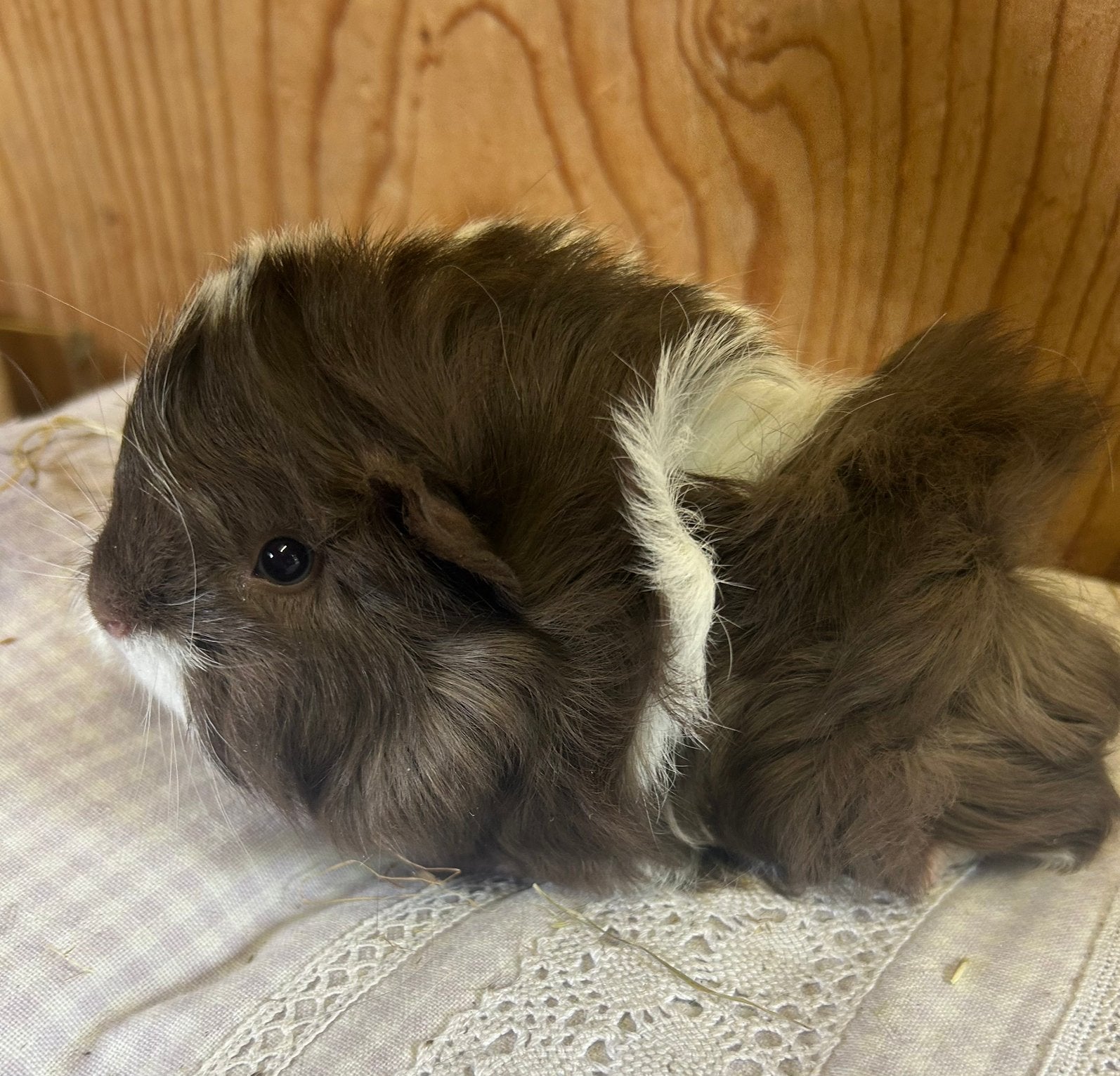 Jong cavia mannetje peruvian x borstel, Dieren en Toebehoren, Knaagdieren, Mei, Mannelijk, Cavia