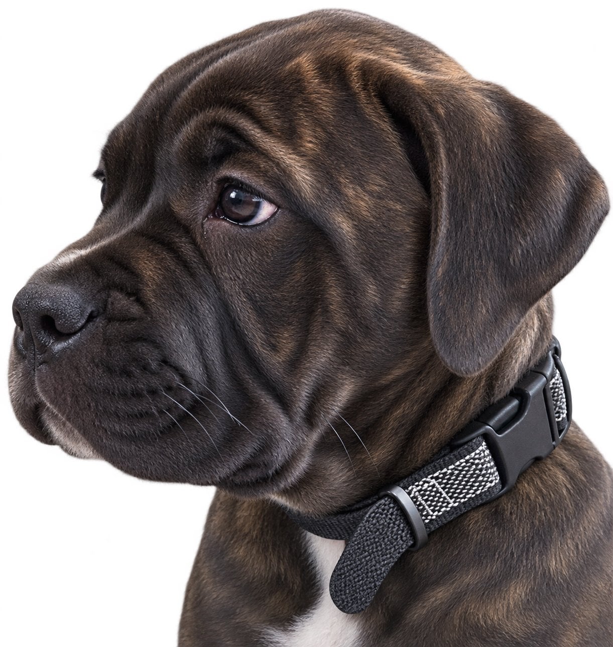 Dogo Argentino x Cane Corso, Rabiës (hondsdolheid), 8 tot 15 weken, Meerdere dieren, Eén hond