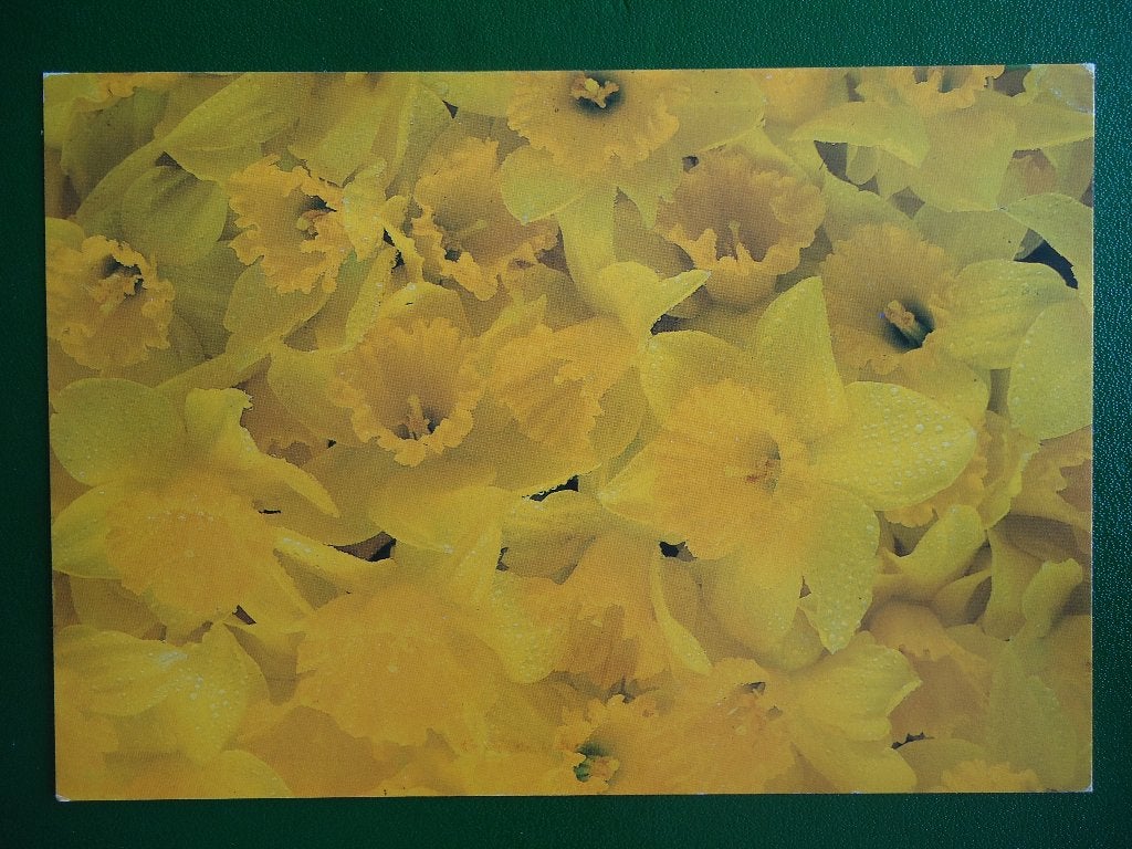 (1750) Bloemenkaart / Foto PAUL HUF, Verzenden, 1980 tot heden, Gelopen, Overige thema's