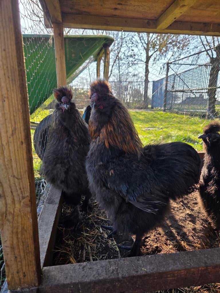 3 zijdehoenders HANEN, Dieren en Toebehoren, Pluimvee, Mannelijk, Kip