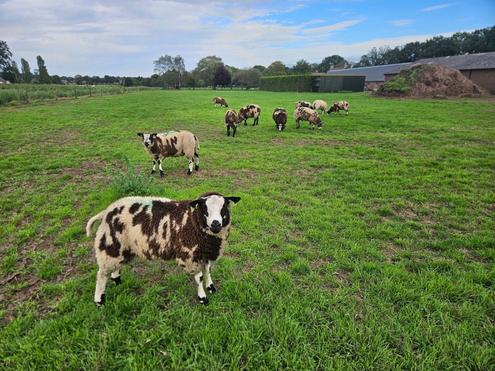 bonte dekrammen, Dieren en Toebehoren, Mannelijk, Schaap, 0 tot 2 jaar