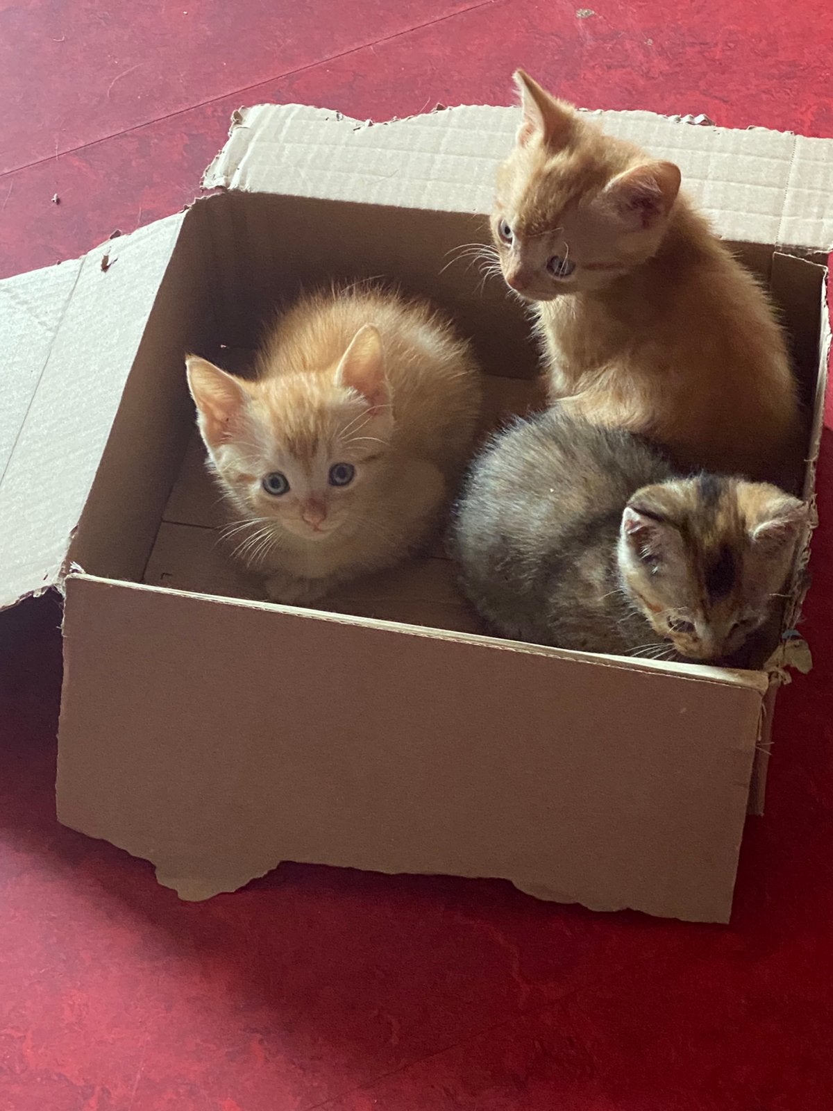 Mooie kittens, Meerdere dieren, Ontwormd