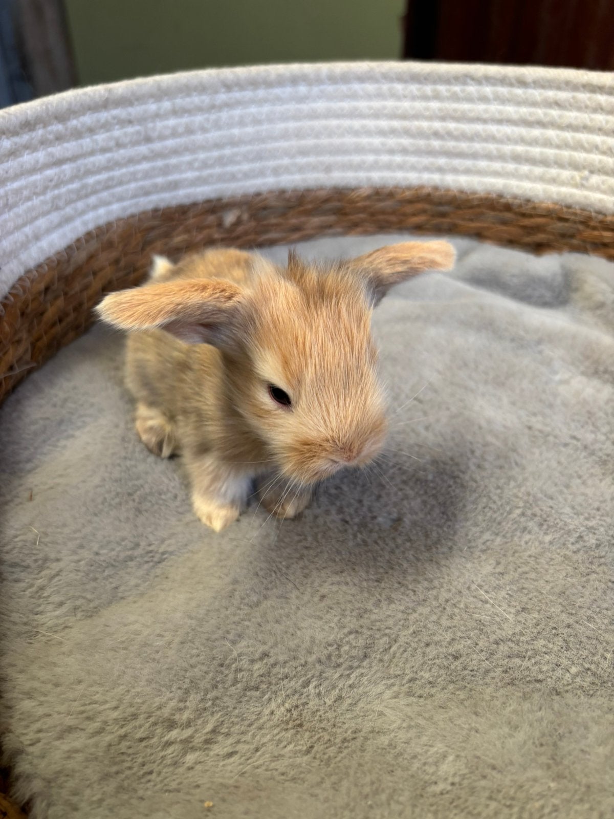 Nederlandse hangoor baby konijntjes, Dieren en Toebehoren, Konijnen, Meerdere dieren, Dwerg, Hangoor, 0 tot 2 jaar