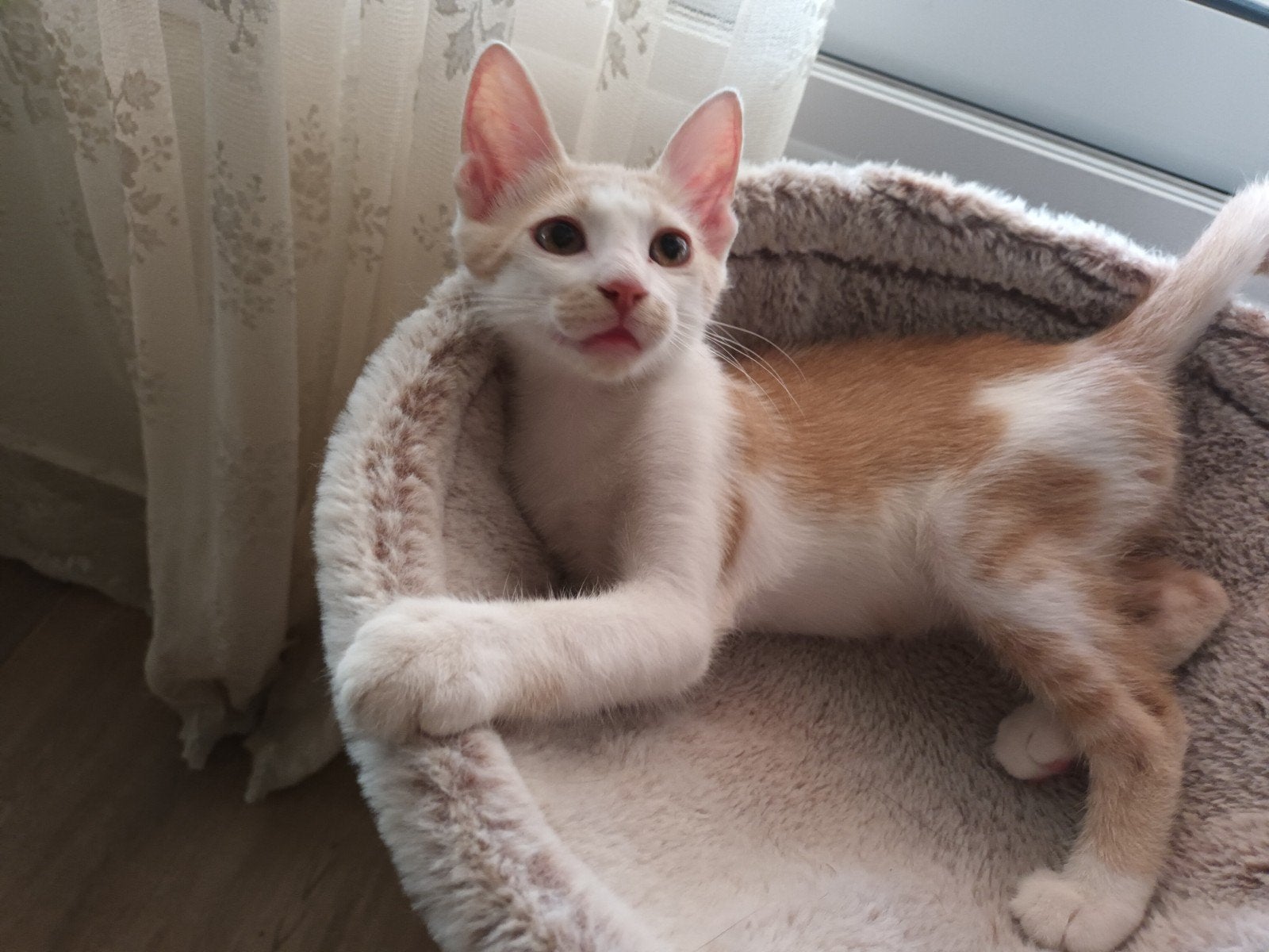 Griekse kittens zoeken een gouden mandje, Dieren en Toebehoren, Katten en Kittens | Overige Katten, Poes