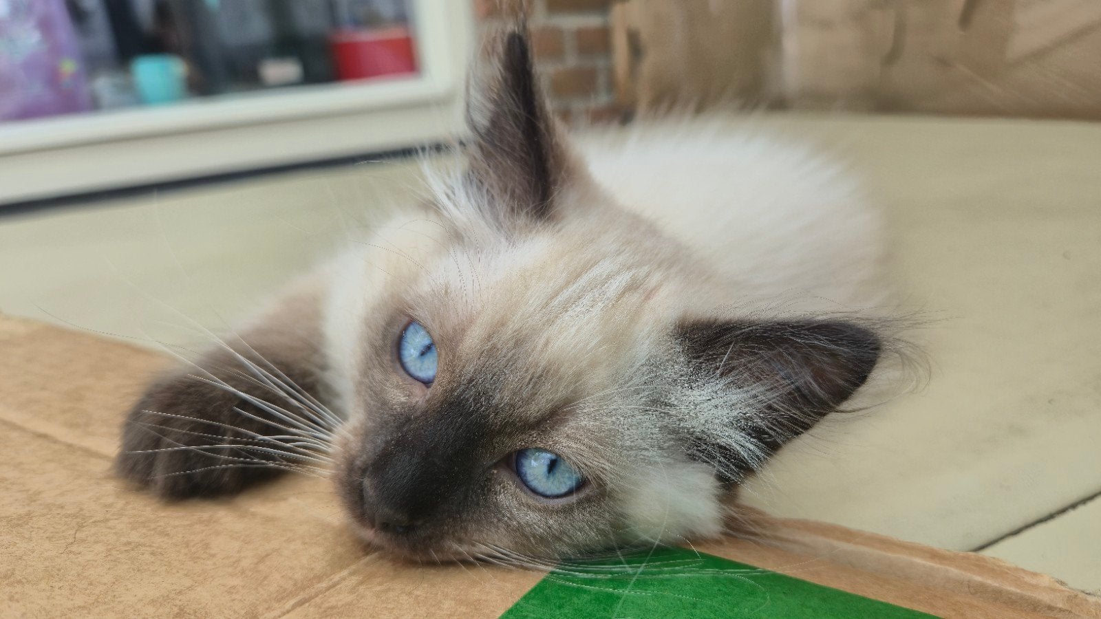 Ragdoll katertje, Dieren en Toebehoren, Kater, Gechipt