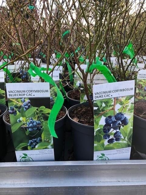 Blauwe Bes, Vaccinium corymbosum, in vele soorten € 9,95, Volle zon, Vaste plant, Ophalen of Verzenden, Fruitplanten