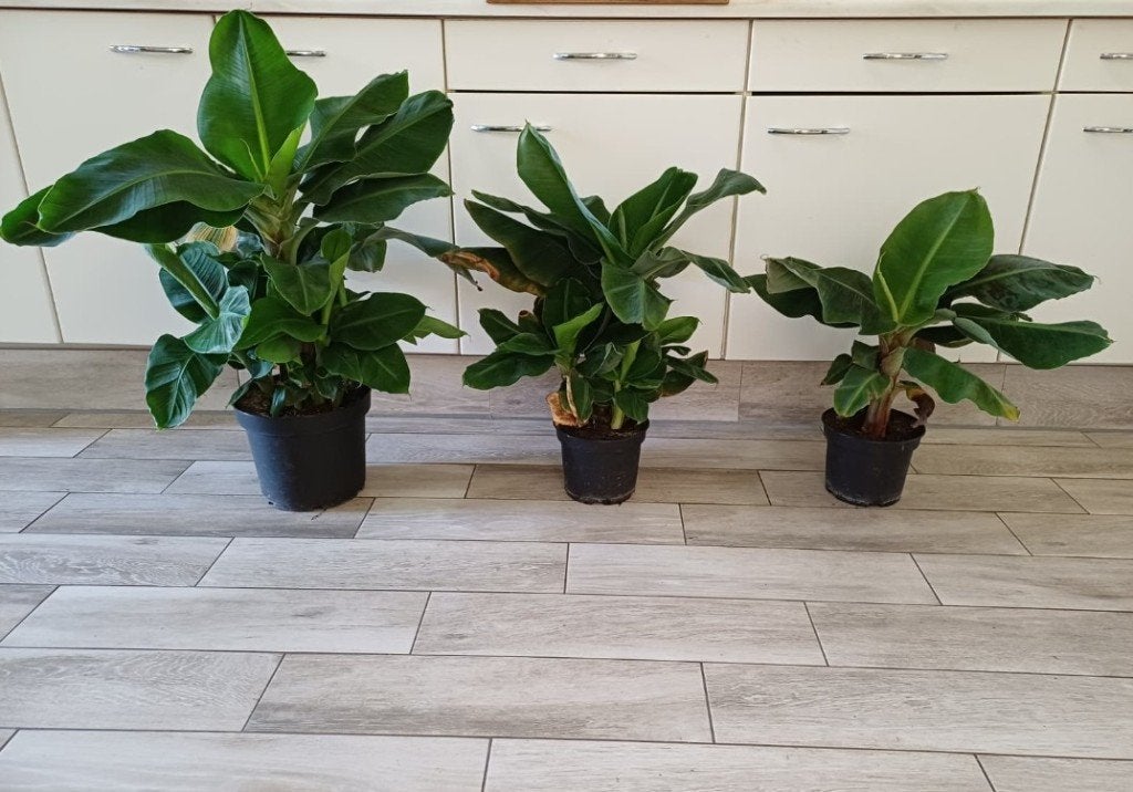 Bananen Musa Tropicana (NIET WINTERHARD), Ophalen, Overige soorten, In pot, Minder dan 100 cm