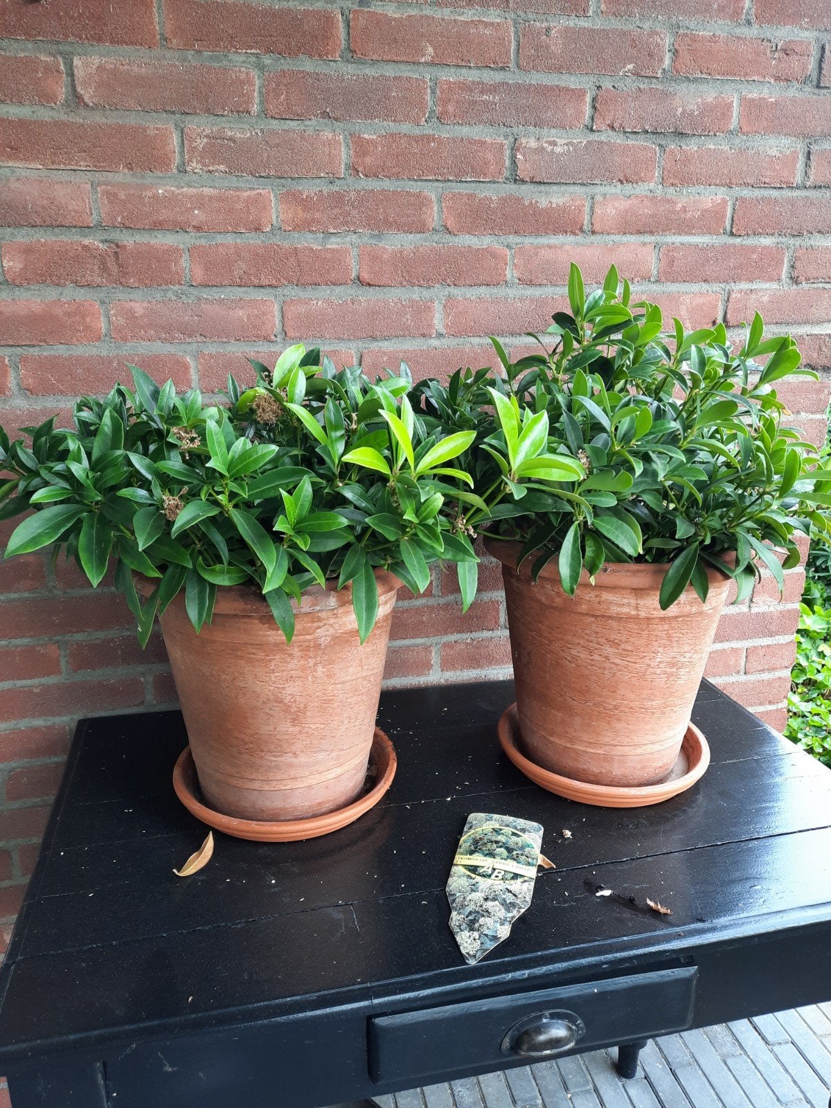 2 x Skimmia Godrie's dwarf (wit) / samen, zonder potten:, Tuin en Terras, Planten | Tuinplanten, Ophalen of Verzenden, Overige soorten