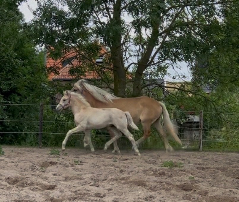 Super leuk Haflinger hengstveulen, Dieren en Toebehoren, Pony's, E pony (1.48m - 1.57m), Met stamboom, Dressuurpony, Niet van toepassing