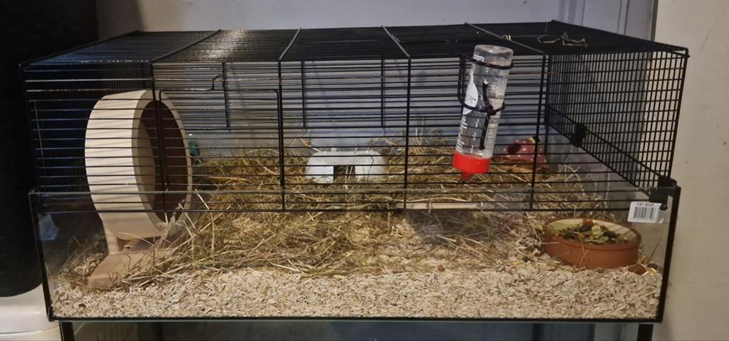 Hamster/Gerbil kooi+spullentjes e.v.t met hamster of gerbil, Kooi, Minder dan 75 cm, Zo goed als nieuw, Hamster