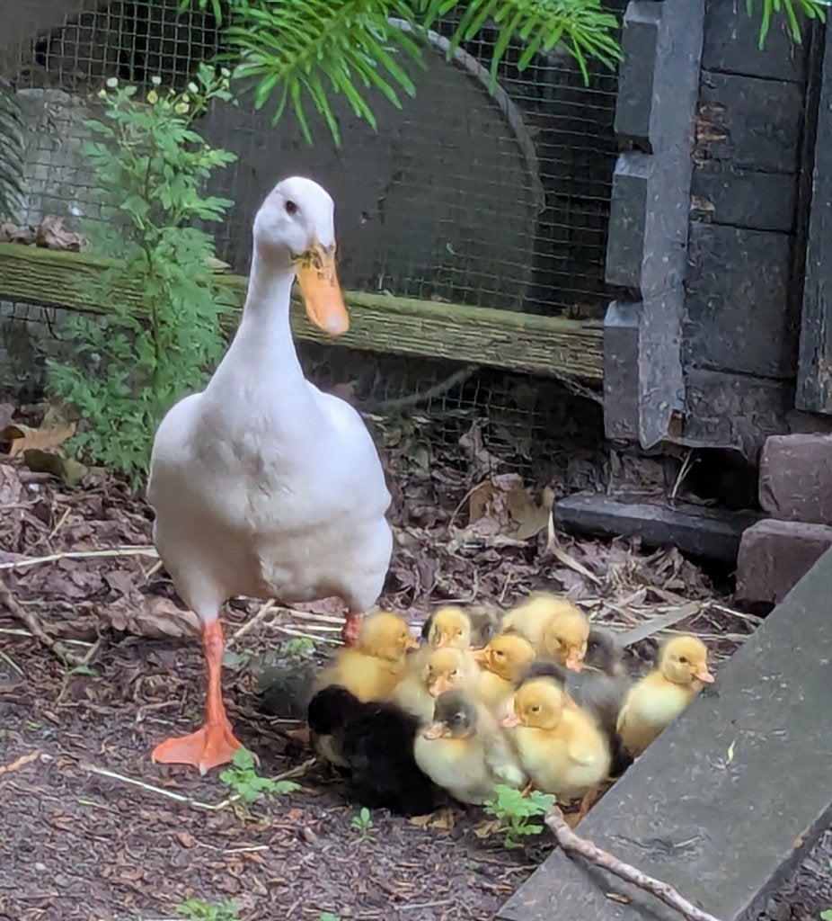 Loopeenden wit, grijs en zwart, Dieren en Toebehoren, Pluimvee, Meerdere dieren, Eend