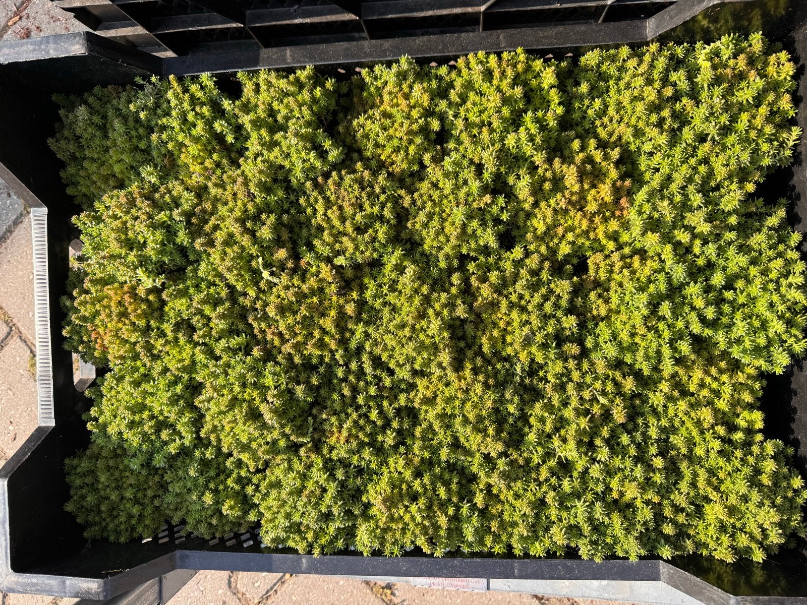 Foto 21 van Rotsplanten: 30 soorten,10 voor €10, sempervivum, sedums enz