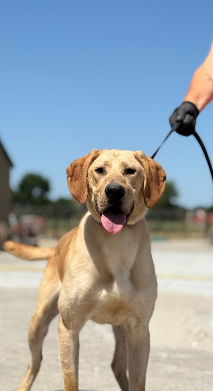 Lieve, energieke labrador reu te koop, Particulier, Reu, 1 tot 2 jaar, Buitenland