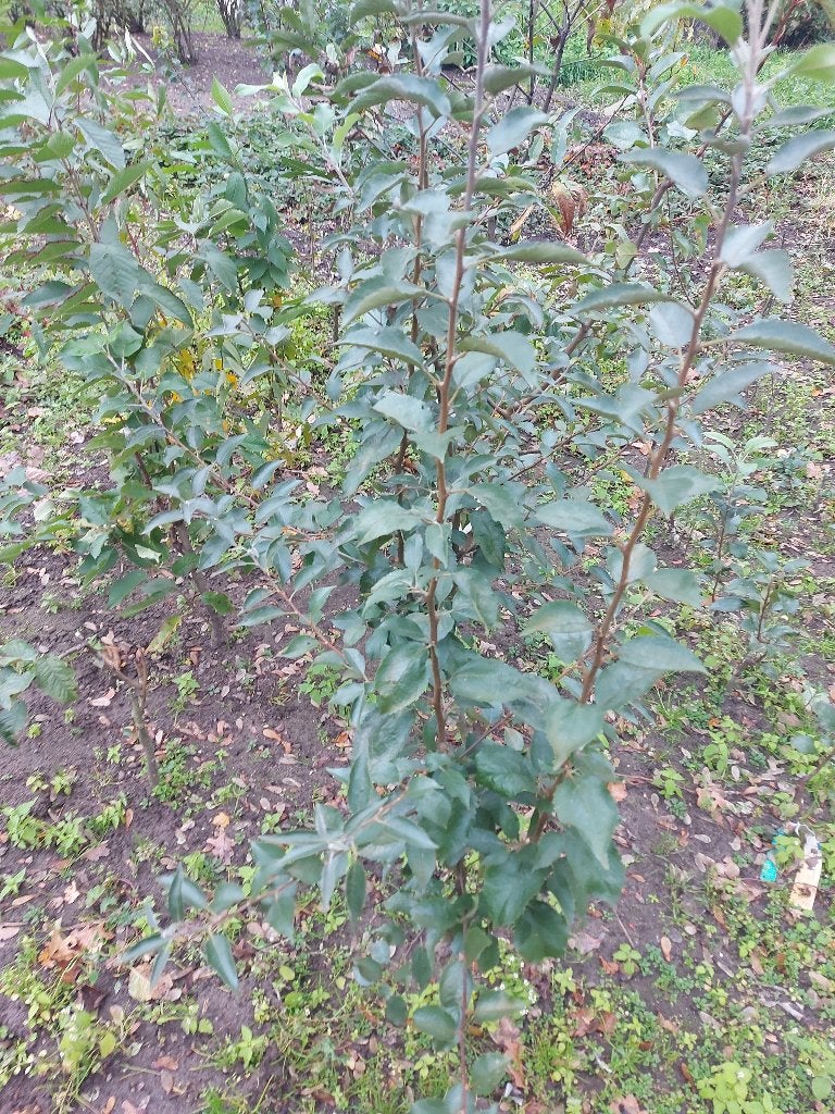 Appel bomen zoete ermgaard, fruitbomen, Ophalen, Appelboom, Lente