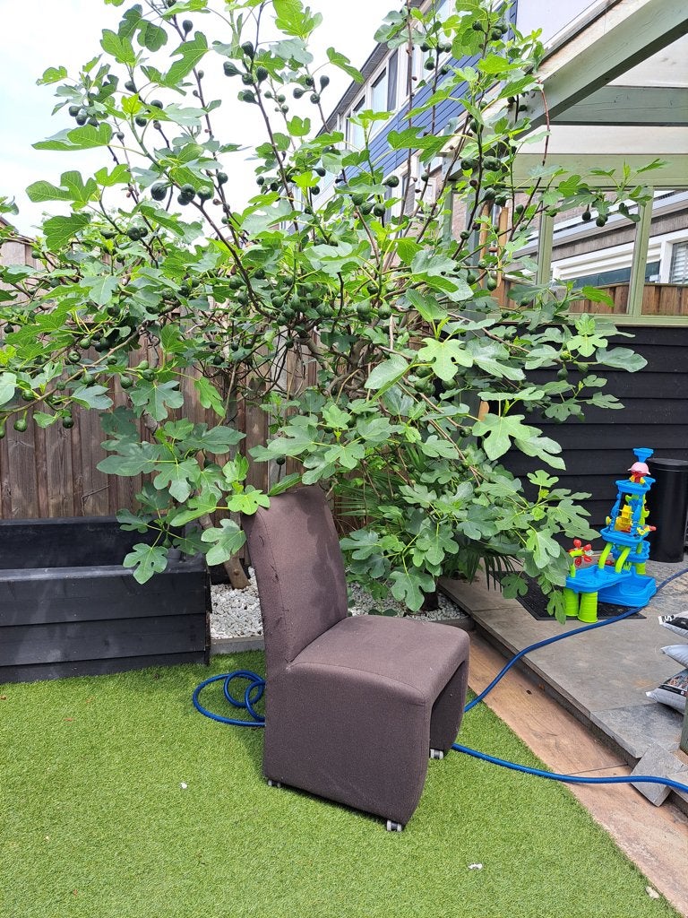 Grote mooie vijgenboom, Ophalen, Lente, Volle zon, 250 tot 400 cm
