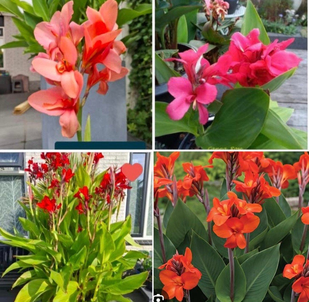 Canna planten, vanaf 4,-‼️, Ophalen, Vaste plant, Overige soorten, Volle zon