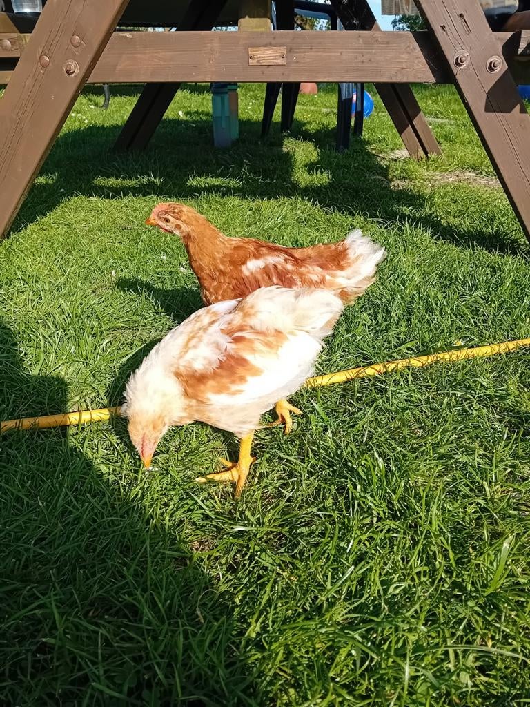 2 jonge hanen. Ze zijn tam., Dieren en Toebehoren, Mannelijk, Kip