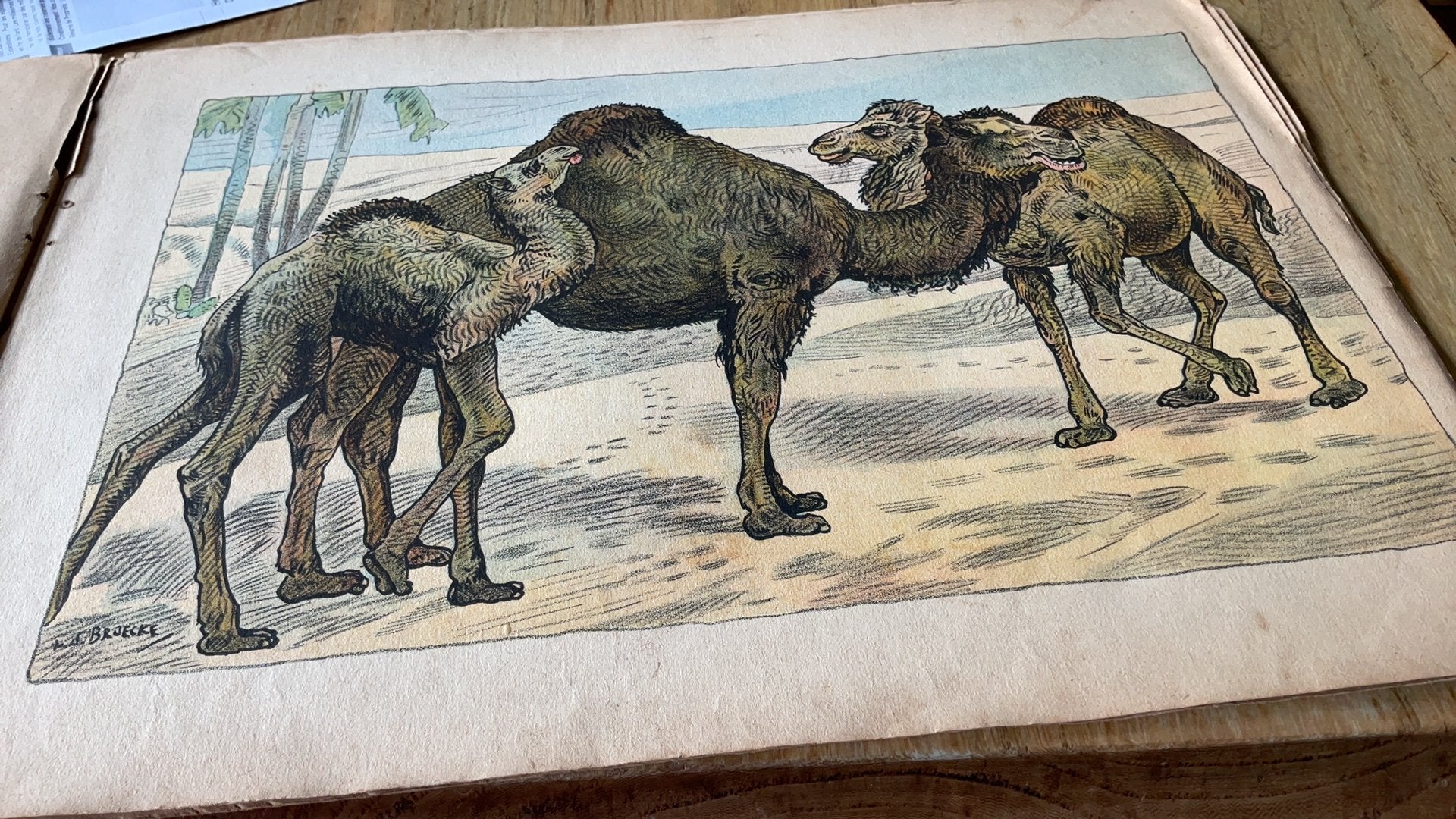 Prenten V.D. BROECKE DIEREN ,inlijsten?, Ophalen of Verzenden, Natuur en Biologie