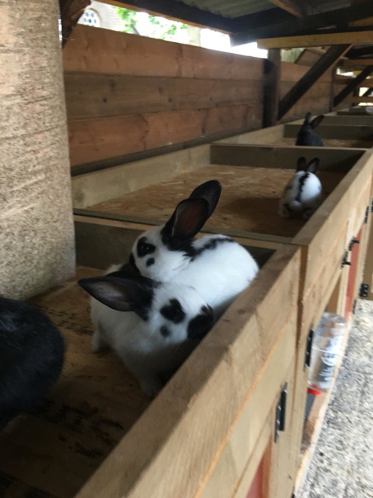 Tamme Lotharinger konijnen, Dieren en Toebehoren, Konijnen, Meerdere dieren, Middelgroot, 0 tot 2 jaar
