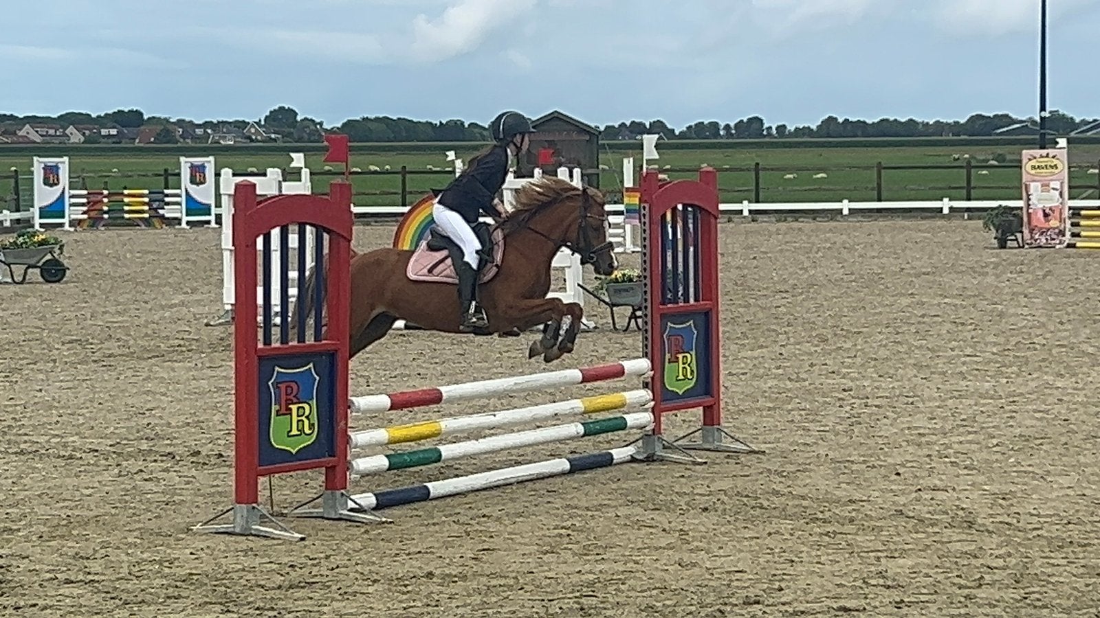 Bijzonder lieve, trouwe 4 jarige Welsh merrie, Dieren en Toebehoren, Merrie, B, C pony (1.27m tot 1.37m), 3 tot 6 jaar