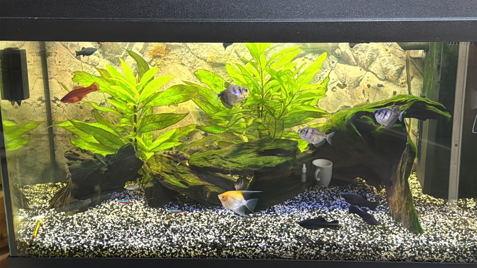 Te koop compleet aquarium Juwel Primo 110 met onderkast, Dieren en Toebehoren, Ophalen, Inclusief vissen, Juwel, Gevuld zoetwateraquarium