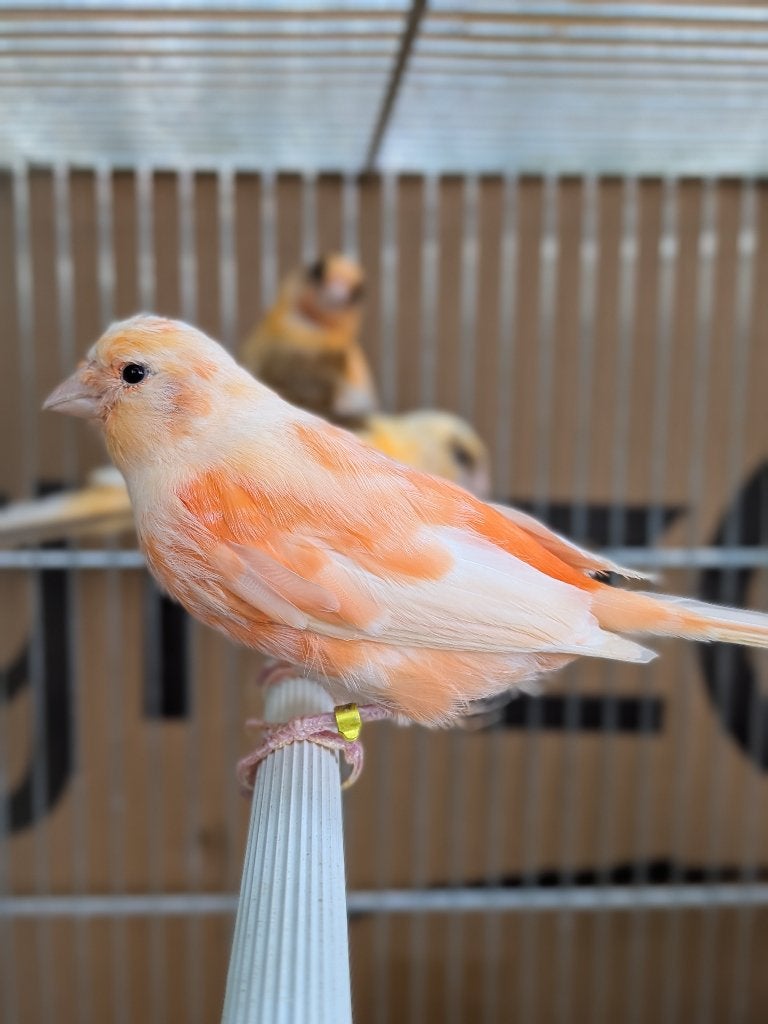 Kanaries, Dieren en Toebehoren, Vogels | Kanaries, Meerdere dieren, Kleurkanarie