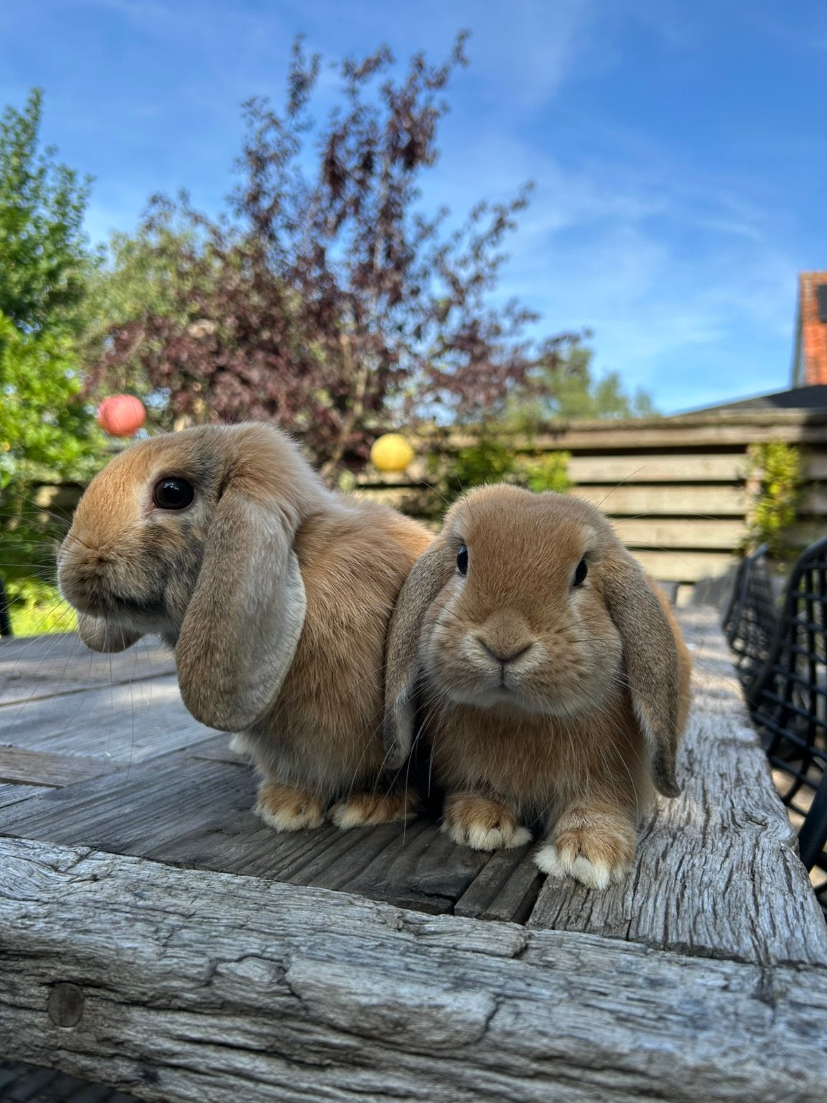 Hangoor dwergkonijnen, Dieren en Toebehoren, Konijnen, Mannelijk, Dwerg, Hangoor