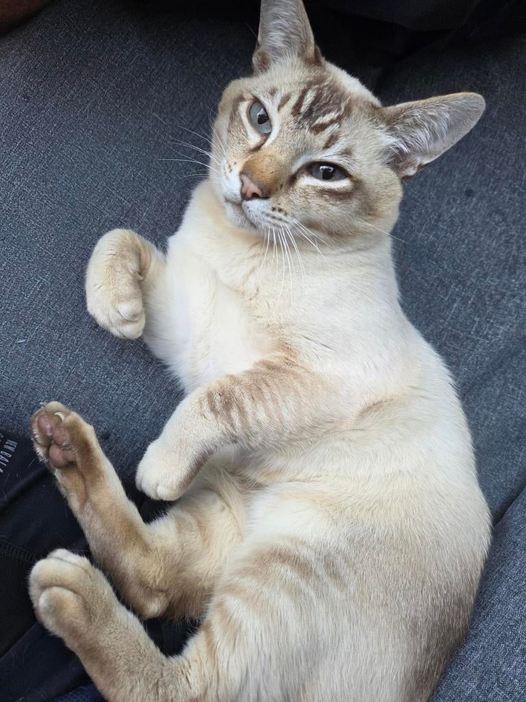 Lieve kat zoekt schoot, +/-5 jr, Dieren en Toebehoren, Kater, Met stamboom, 3 tot 5 jaar