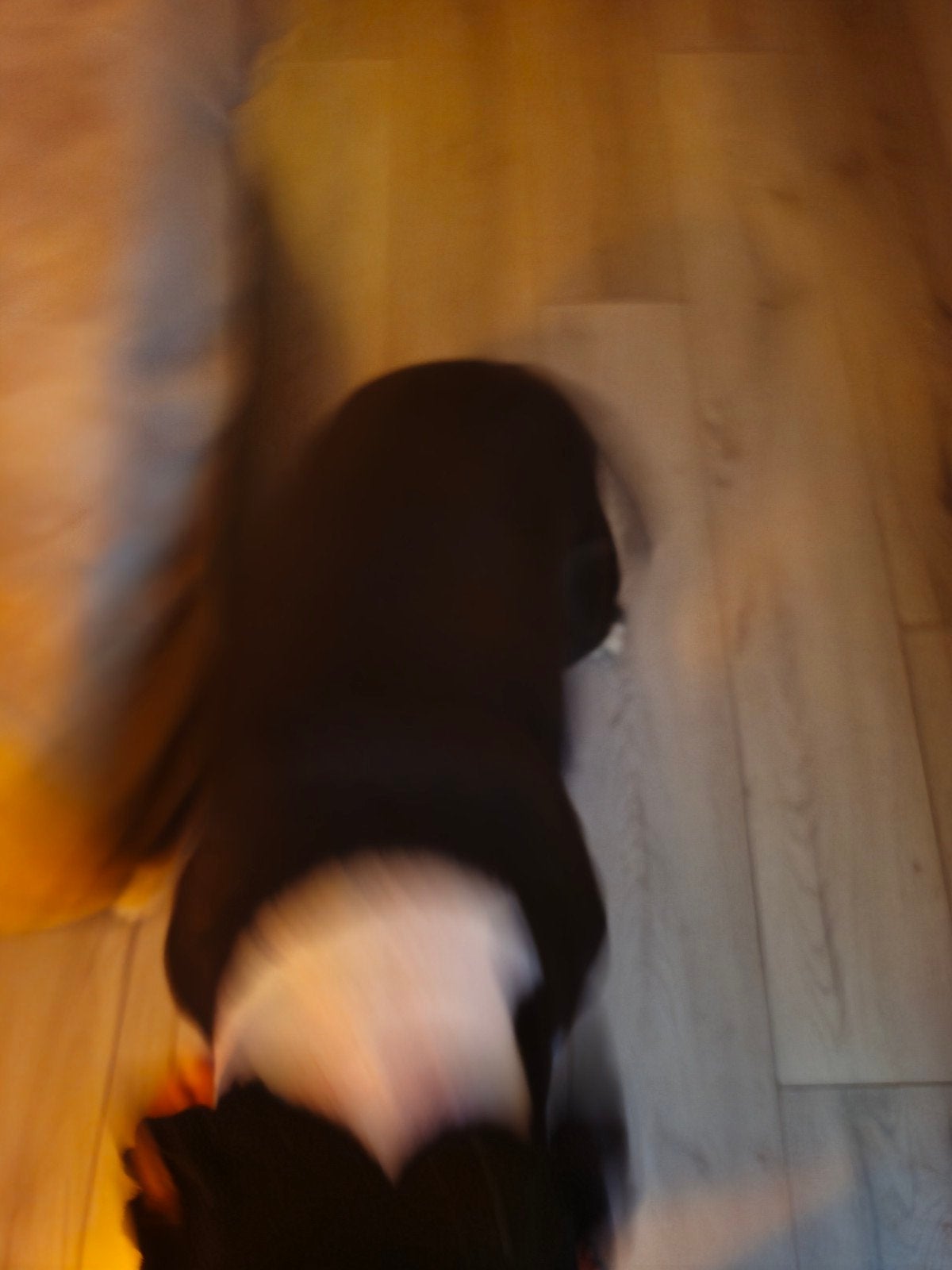 stafford, Dieren en Toebehoren, 6 jaar of ouder, Teef, Groot, Eén hond