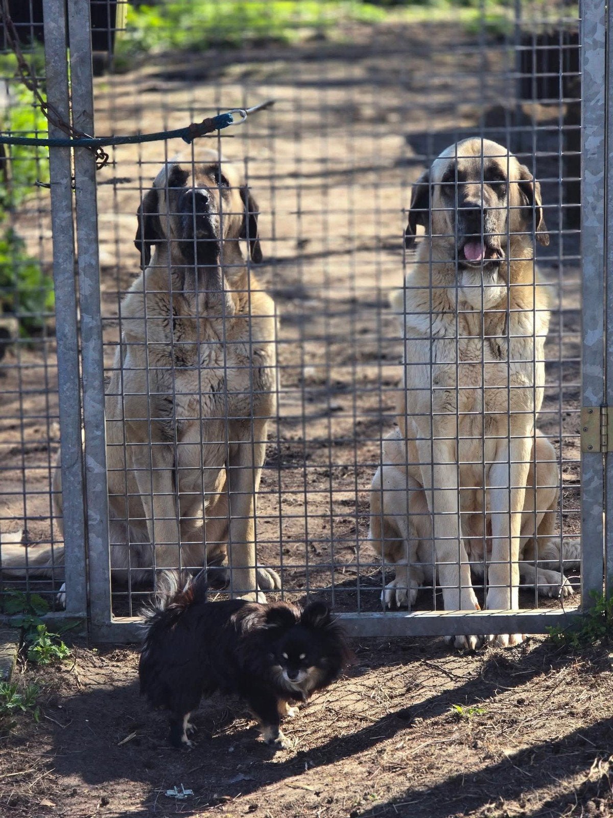 ##2 prachtige anatolische herders (Kangal) teven SPOED ##, HCC (leverziekte), Teef, Meerdere, 3 tot 5 jaar