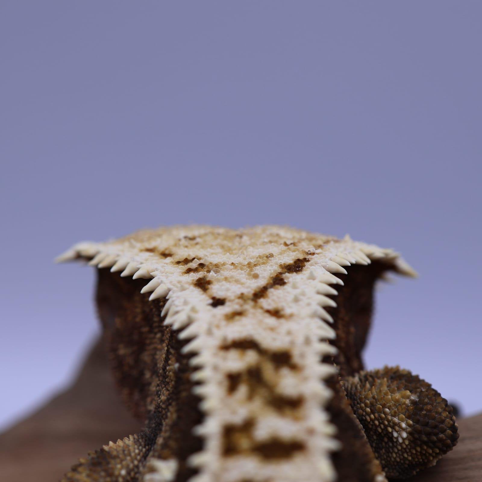 Wimper gekko (high end) Tricolor (man) Crested Gecko photo 3