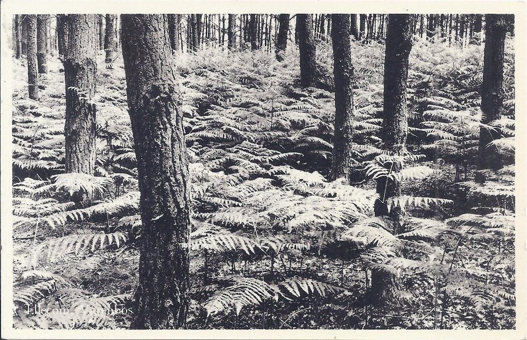 Ellecom Het varenbos Oude ongelopen ansichtkaart ( B904 ), Verzamelen, Ophalen of Verzenden, 1920 tot 1940, Gelopen