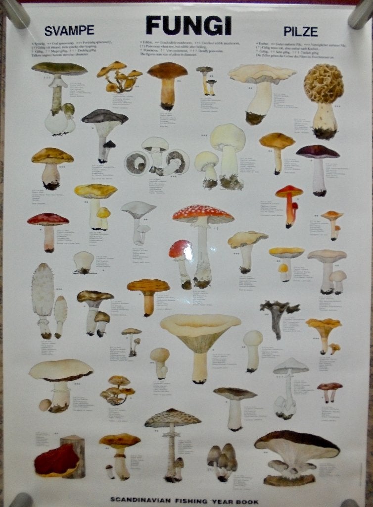 Fungi (Paddenstoelen) Poster Scandinavian Year Book Nieuw., Antiek en Kunst, Antiek | Schoolplaten, Ophalen of Verzenden, Natuur en Biologie