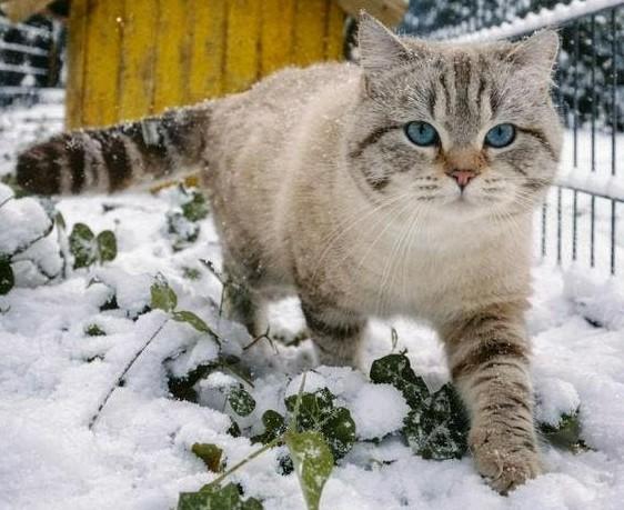 DEKKATER Britse Korth. Lynx point Tabby Blotch incl. FivFelv
