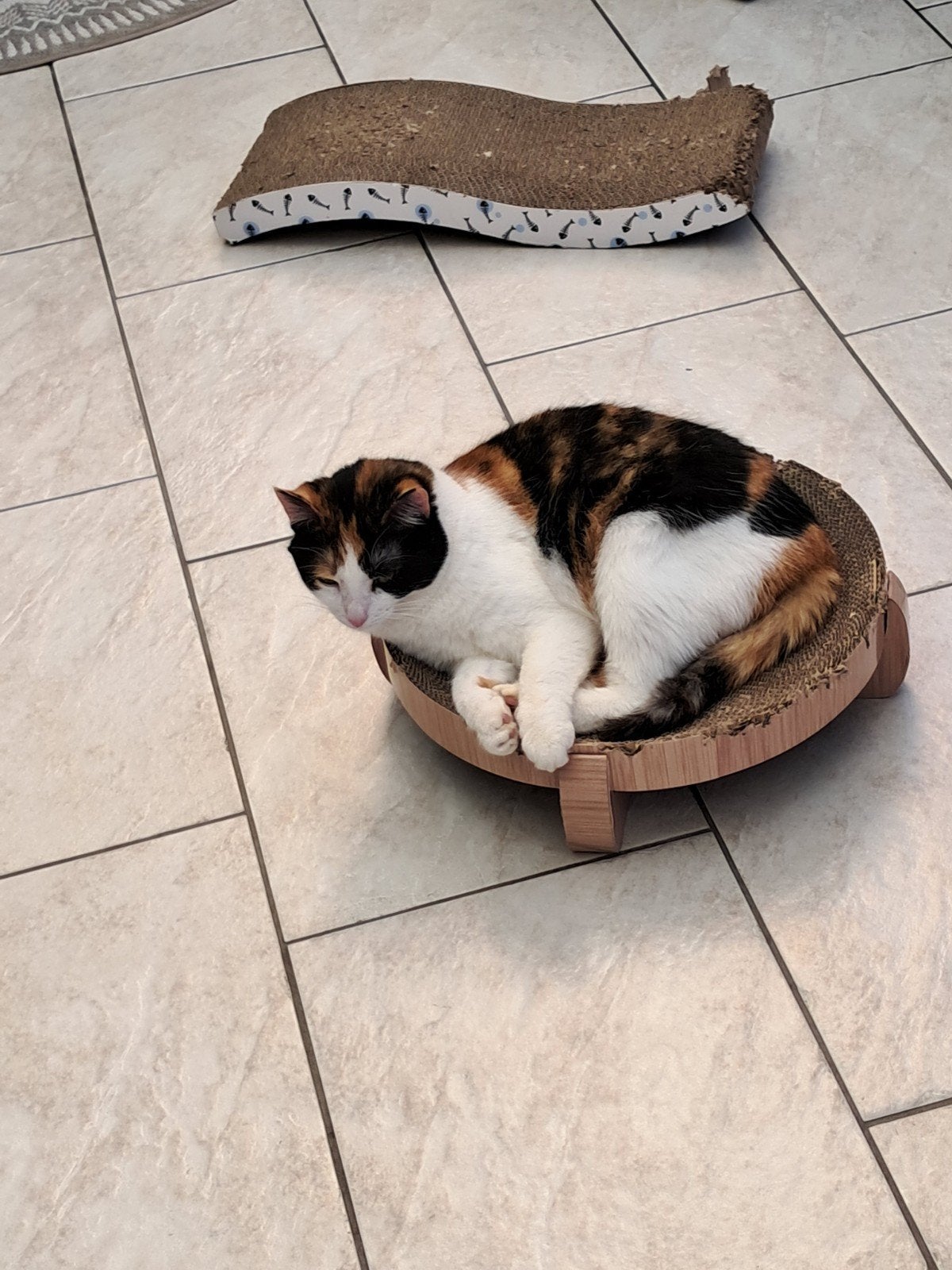 poes Saartje