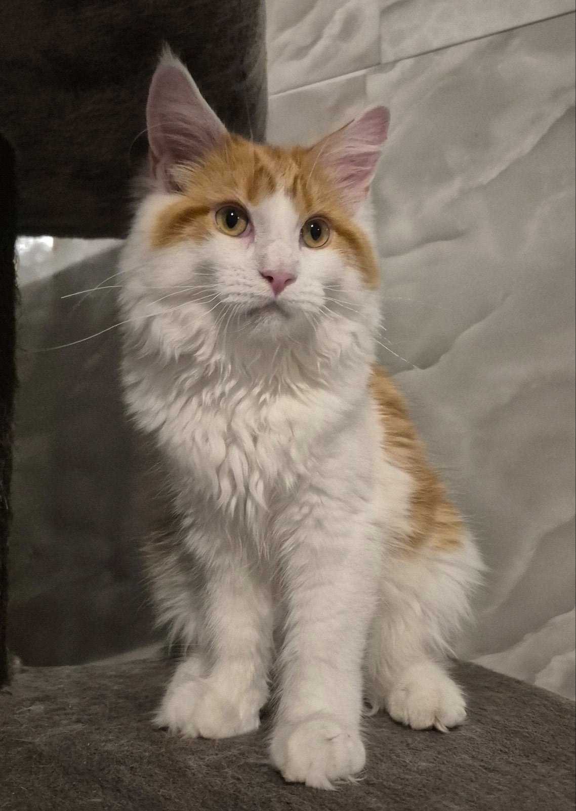 Maine coon katertje met stamboom, Dieren en Toebehoren, Kater, Met stamboom, 0 tot 2 jaar